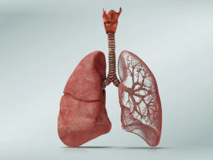 Lungs with bronchial tree 3D Model