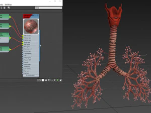 Lungs with bronchial tree 3D Model