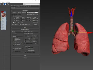 Lungs with bronchial tree 3D Model