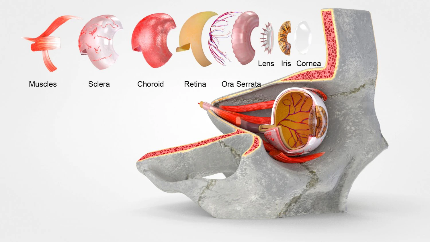 Eye With Anatomical Cross-Section 3D Model .c4d .max .obj .3ds .fbx .stl .blend 