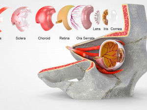 Eye With Anatomical Cross-Section 3D 模型