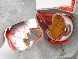 Eye With Anatomical Cross-Section 3D Model