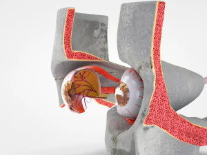Eye With Anatomical Cross-Section 3D Model
