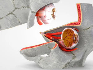 Eye With Anatomical Cross-Section 3D Model