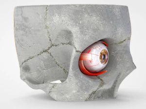 Eye With Anatomical Cross-Section 3D Model