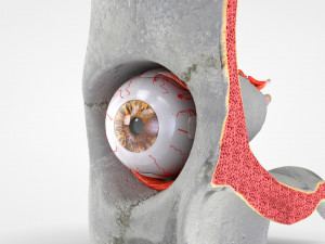 Eye With Anatomical Cross-Section 3D मॉडल