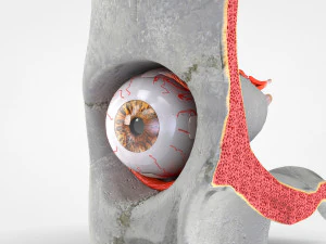 Eye With Anatomical Cross-Section 3D Model