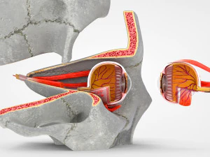Eye With Anatomical Cross-Section 3D Model
