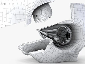 Eye With Anatomical Cross-Section 3D Model