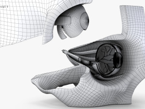 Eye With Anatomical Cross-Section 3D मॉडल