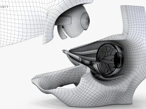 Eye With Anatomical Cross-Section 3D Model