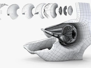 Eye With Anatomical Cross-Section 3D Model