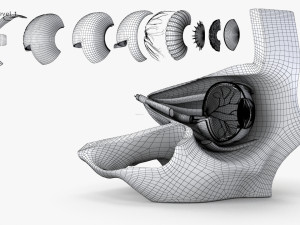 Eye With Anatomical Cross-Section 3D मॉडल