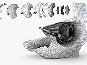 Eye With Anatomical Cross-Section 3D Model