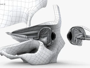 Eye With Anatomical Cross-Section 3D Model
