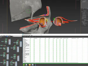 Eye With Anatomical Cross-Section 3D Model