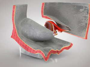 Eye With Anatomical Cross-Section 3D Model