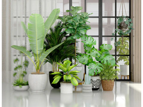 Горшечные растения 01 3D Модель