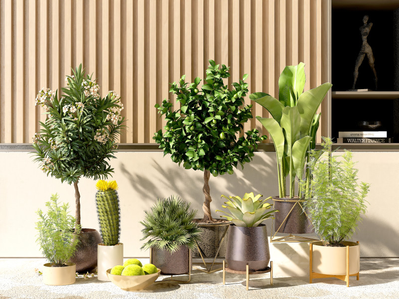 Potted plants 02 3D Model .c4d .max .obj .3ds .fbx .stl .blend 