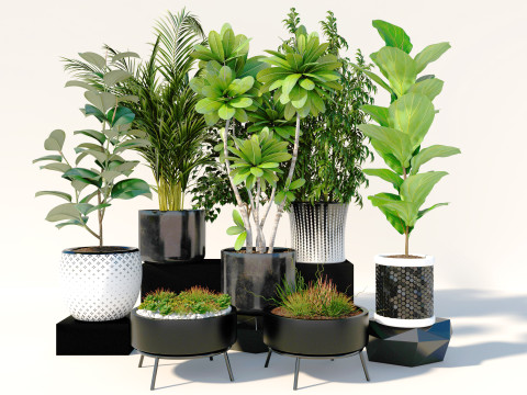 Potted plants 03 3D Model