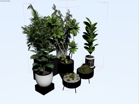 Potted plants 03 3D Model