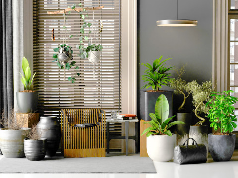 Potted plants 05 3D Model