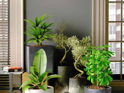 Potted plants 05 3D Model