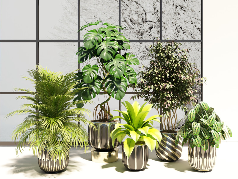Potted plants 06 3D Model .c4d .max .obj .3ds .fbx .stl .blend