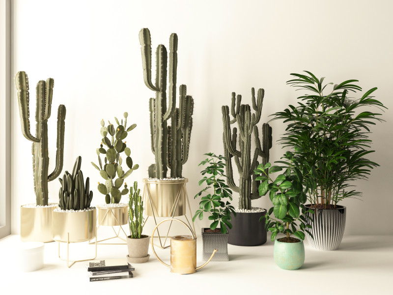 Potted plants 09 3D Model .c4d .max .obj .3ds .fbx .stl .blend 