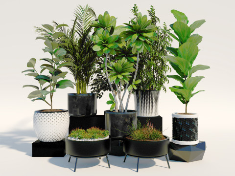 Potted plants 10 3D Model