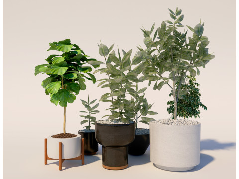 Piante in vaso 13 Modello 3D