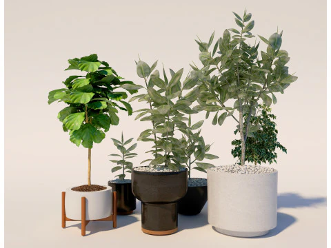 Plantas en maceta 13 Modelo 3D