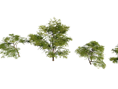 Горшечные растения 29 3D Модель