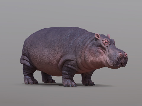 Hippopotamus 3D Print Model