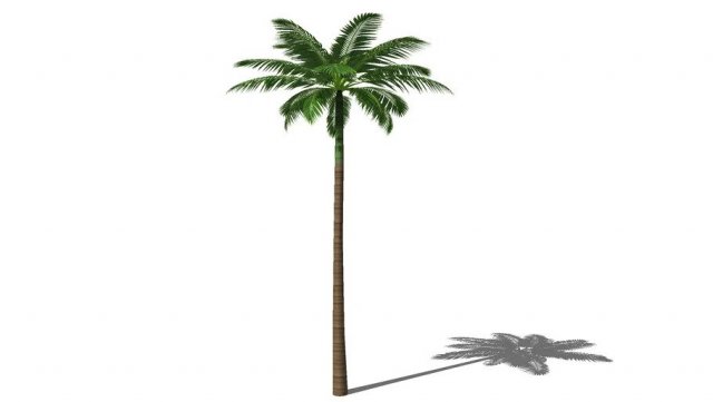 Palm tree dae format free download 3D 模型 .c4d .max .obj .3ds .fbx .stl .blend 