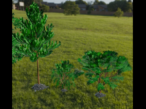 Trees 3D Model