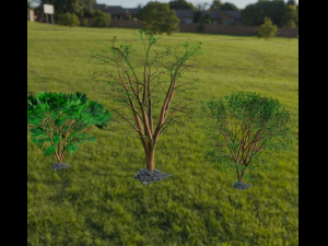 Trees 3D Model