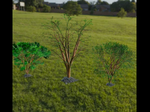Trees 3D Model