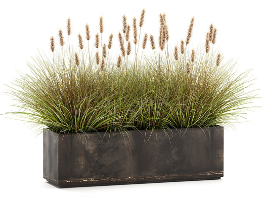 Plant 3D Model .c4d .max .obj .3ds .fbx .stl .blend 