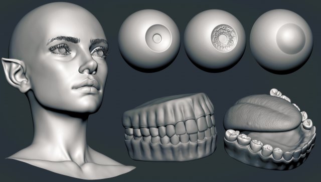 Female elf head basemesh 3D-Modell .c4d .max .obj .3ds .fbx .stl .blend 