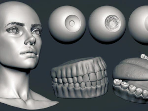 Базовая сетка головы женского эльфа 3D Модель