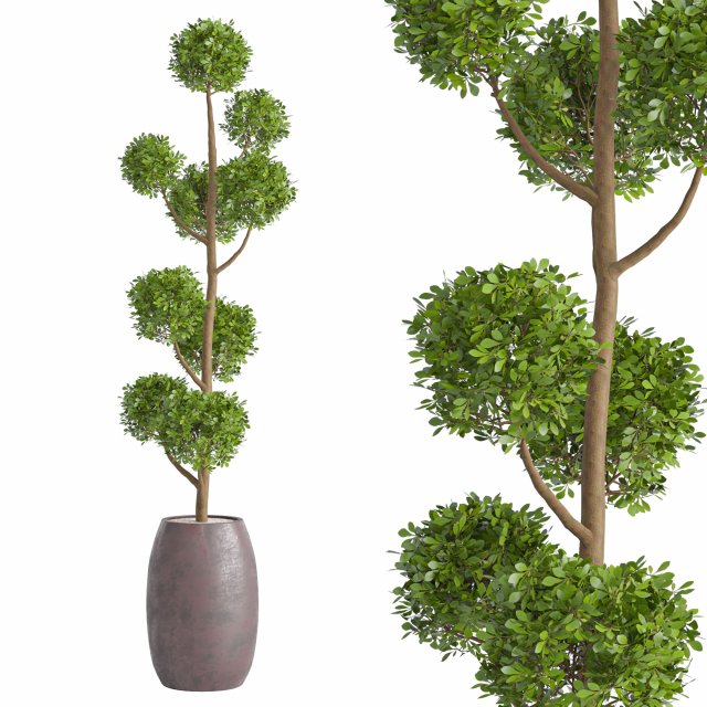 Junipers in sepia Duo ceramic planters 3D Modell .c4d .max .obj .3ds .fbx .stl .blend 