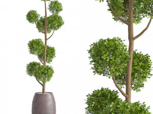 Wacholder in Sepia Duo-Keramik-Pflanzgefäßen 3D Modell