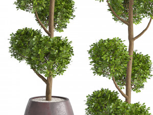 Junipers in sepia Duo ceramic planters 3D Modell