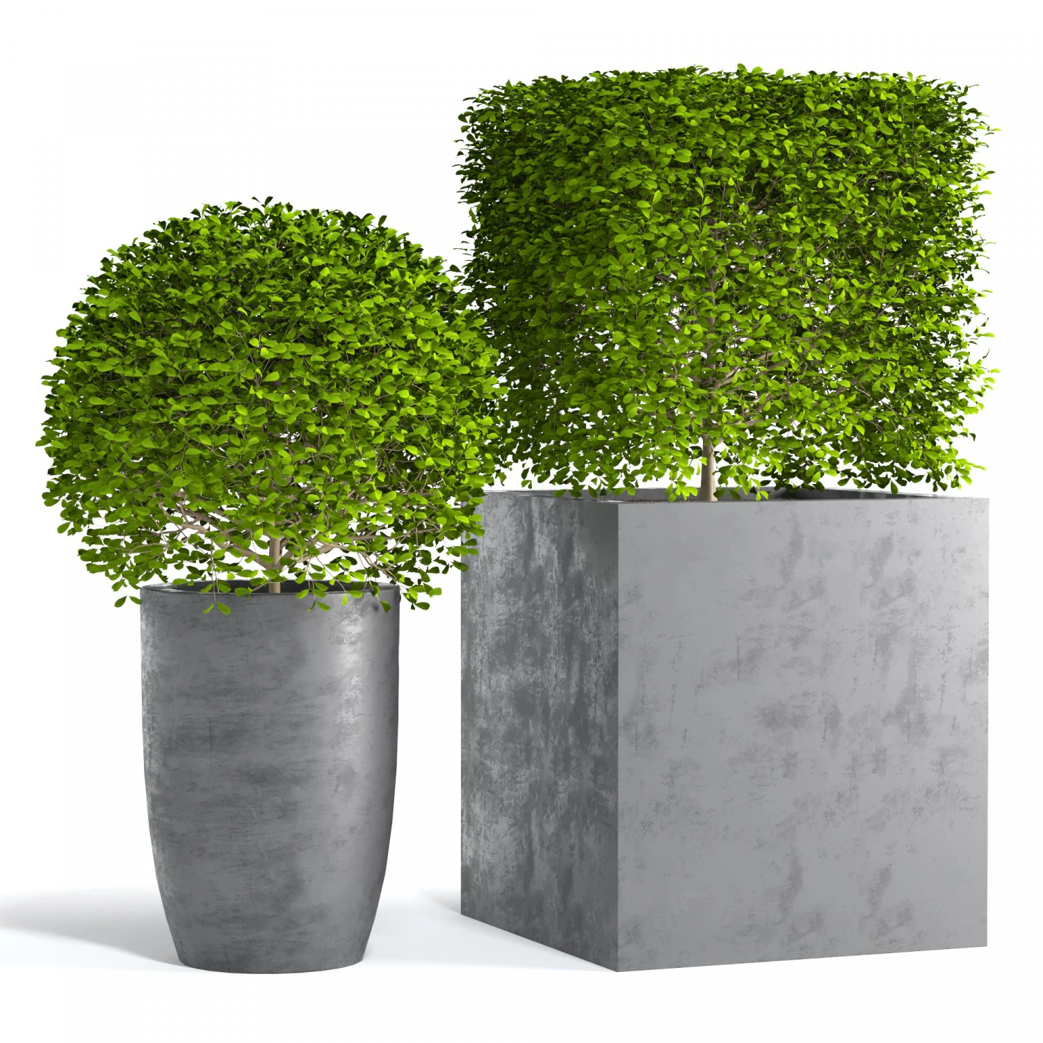 Potted Topiary Buxus 01 3D Model .c4d .max .obj .3ds .fbx .stl .blend 
