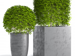 Potted Topiary Buxus 01 3D मॉडल