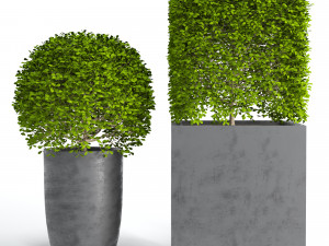 Potted Topiary Buxus 01 3D Modell