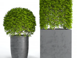 Potted Topiary Buxus 01 3D Model