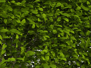 Potted Topiary Buxus 01 3D Model