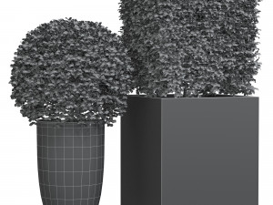 Potted Topiary Buxus 01 3D Modell
